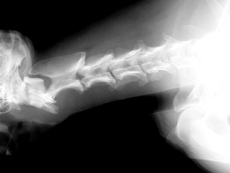 Radiograph of the Right lateral view