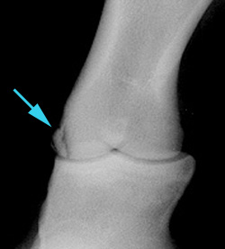 Radiograph of the DMPL oblique view - right front pastern