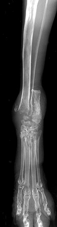 Radiograph of the Left craniocaudal view