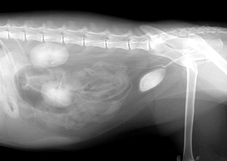 Radiograph of the Right Lateral Oblique View