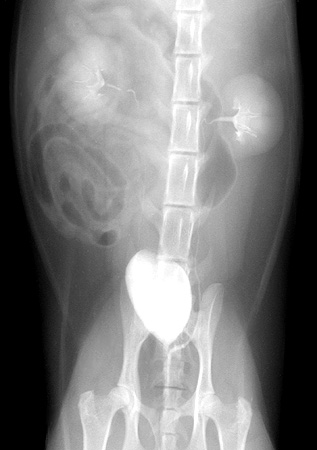 Radiograph of the Ventrodorsal View - Pyelographic Phase