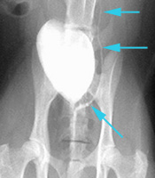 Radiograph of the ventrodorsal View