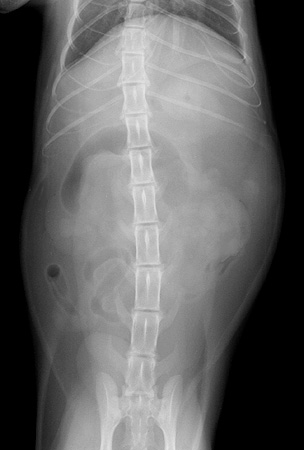 Radiograph of the Ventrodorsal view