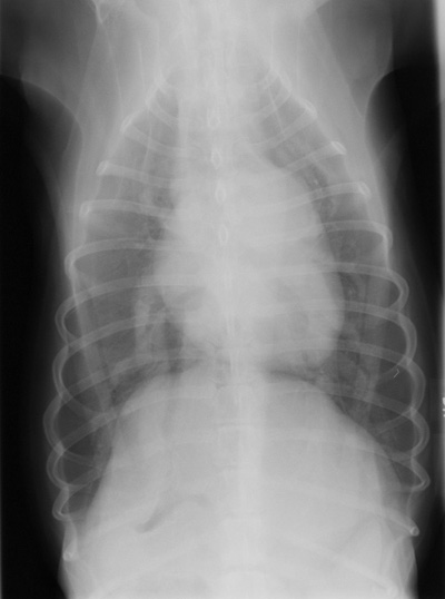 Radiograph of a Labrador