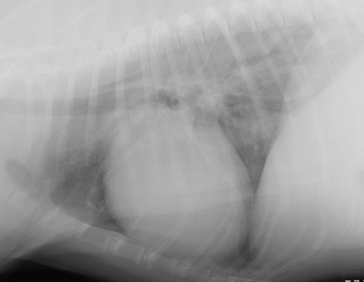 Radiograph of a Labrador