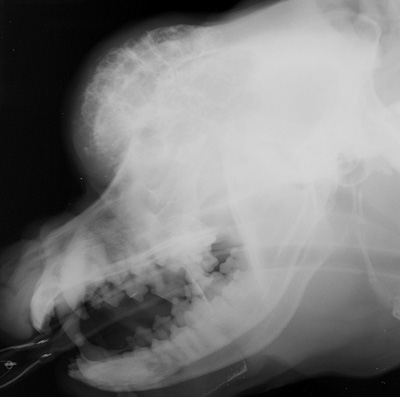 Radiograph of the Right Lateral