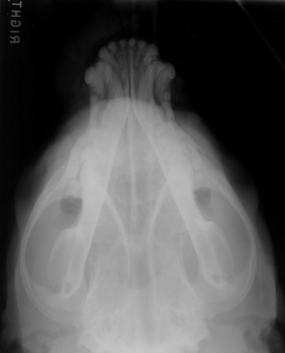 Radiograph of the Dorsoventral
