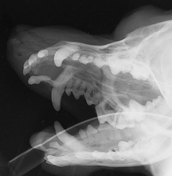 Radiograph of the Oblique view (left side up)