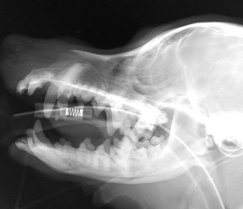 Radiograph of the Right lateral view