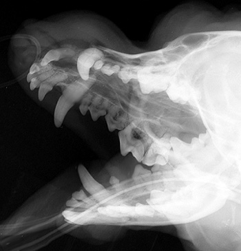 Radiograph of the Oblique view (right side up)