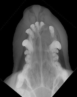 Radiograph of the Open-mouth dorsoventral view