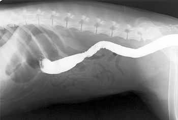 Right lateral view - partial barium enema radiograph