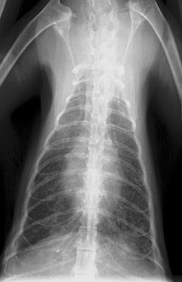 Radiograph of the Dorsoventral view