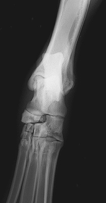 Radiograph of the Dorsopalmar view