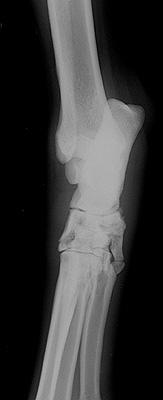 Radiograph of the DMPL view