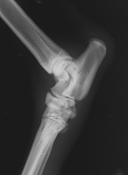 Radiograph of the Right lateral view